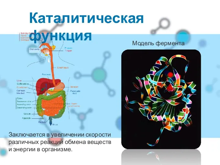 Каталитическая функция Модель фермента Заключается в увеличении скорости различных реакций обмена веществ и энергии в организме.