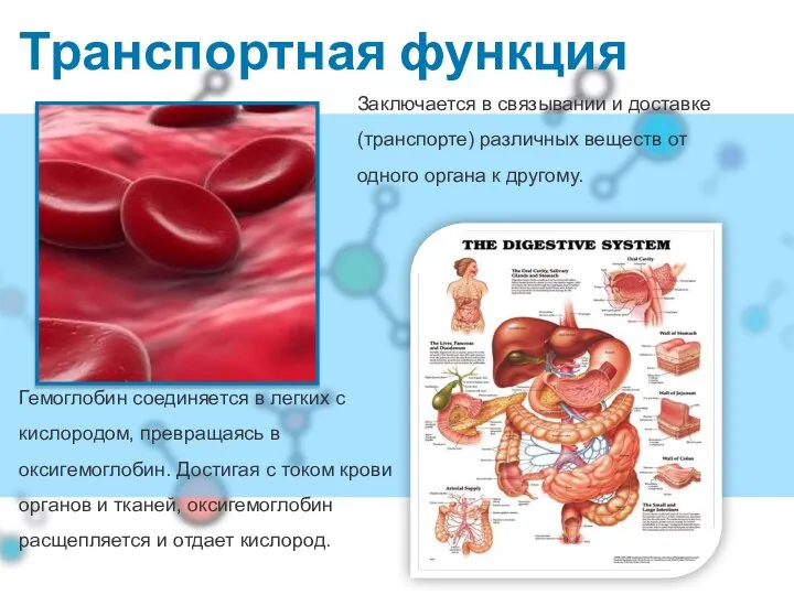 Транспортная функция Гемоглобин соединяется в легких с кислородом, превращаясь в оксигемоглобин.