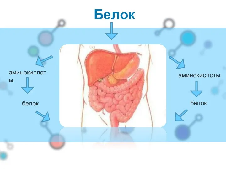 Белок аминокислоты аминокислоты белок белок