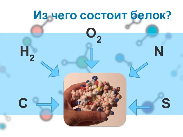 Из чего состоит белок? O2 N C H2 S