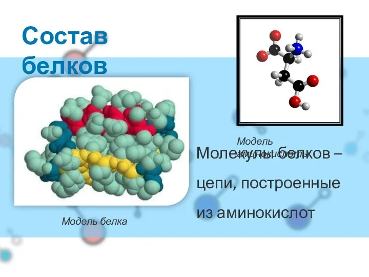 Молекулы белков – цепи, построенные из аминокислот Состав белков Модель белка Модель аминокислоты