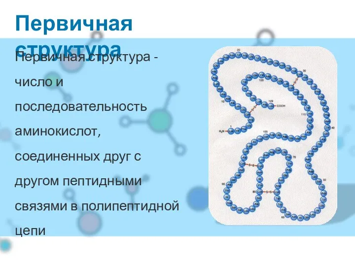 Первичная структура Первичная структура - число и последовательность аминокислот, соединенных друг