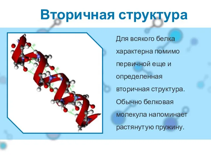 Вторичная структура Для всякого белка характерна помимо первичной еще и определенная