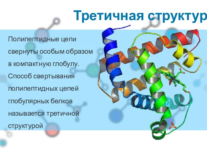 Третичная структура Полипептидные цепи свернуты особым образом в компактную глобулу. Способ