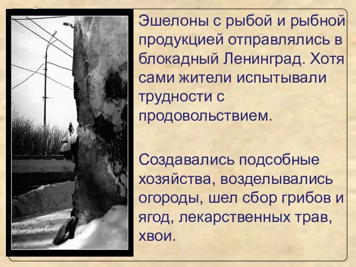 Эшелоны с рыбой и рыбной продукцией отправлялись в блокадный Ленинград. Хотя