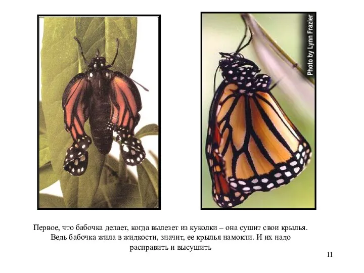Первое, что бабочка делает, когда вылезет из куколки – она сушит