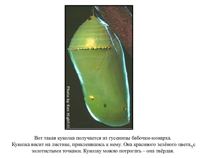Вот такая куколка получается из гусеницы бабочки-монарха. Куколка висит на листике,