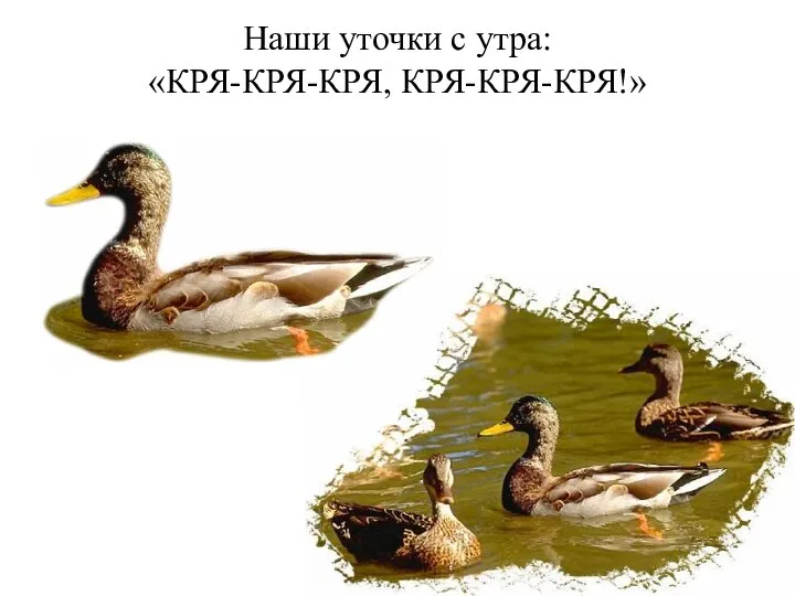 Наши уточки с утра: «КРЯ-КРЯ-КРЯ, КРЯ-КРЯ-КРЯ!»