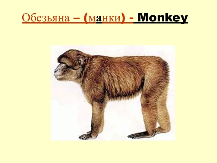Обезьяна – (манки) - Monkey