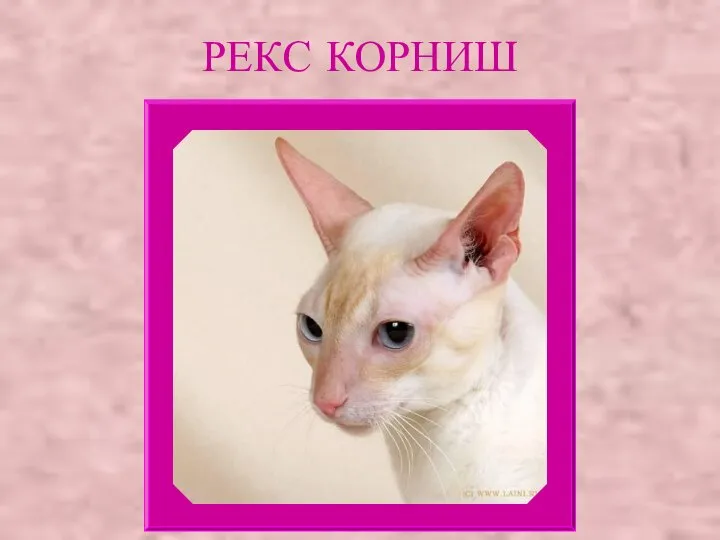 РЕКС КОРНИШ