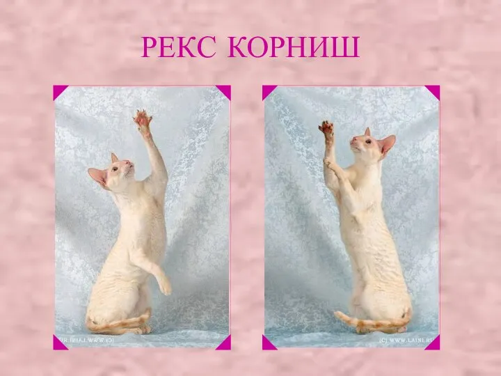 РЕКС КОРНИШ