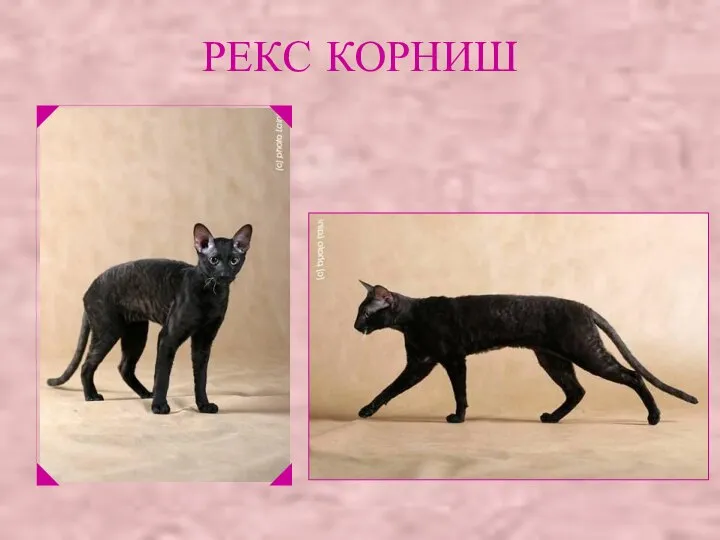 РЕКС КОРНИШ