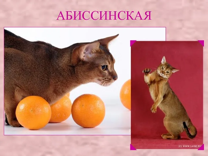 АБИССИНСКАЯ