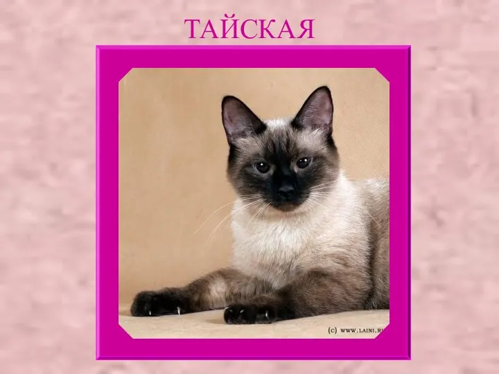 ТАЙСКАЯ