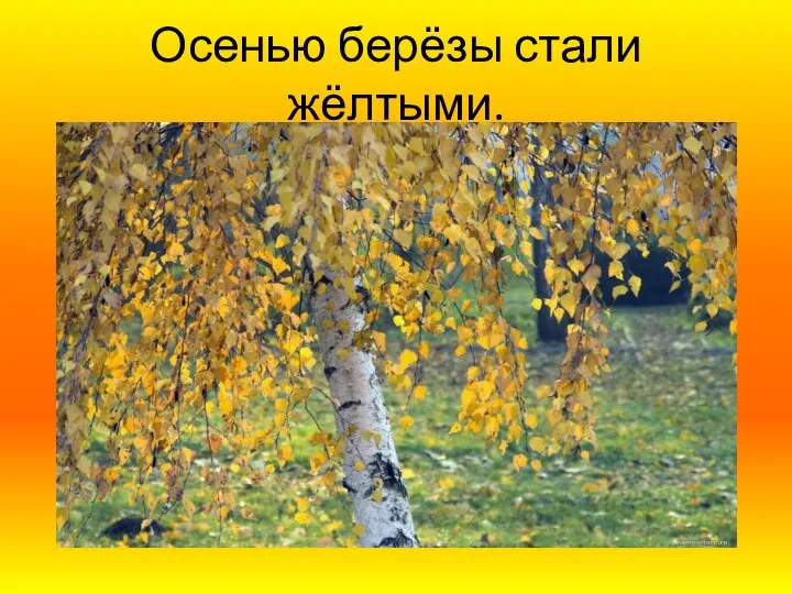 Осенью берёзы стали жёлтыми.