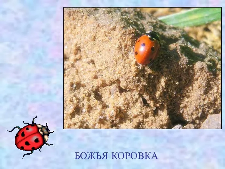 БОЖЬЯ КОРОВКА