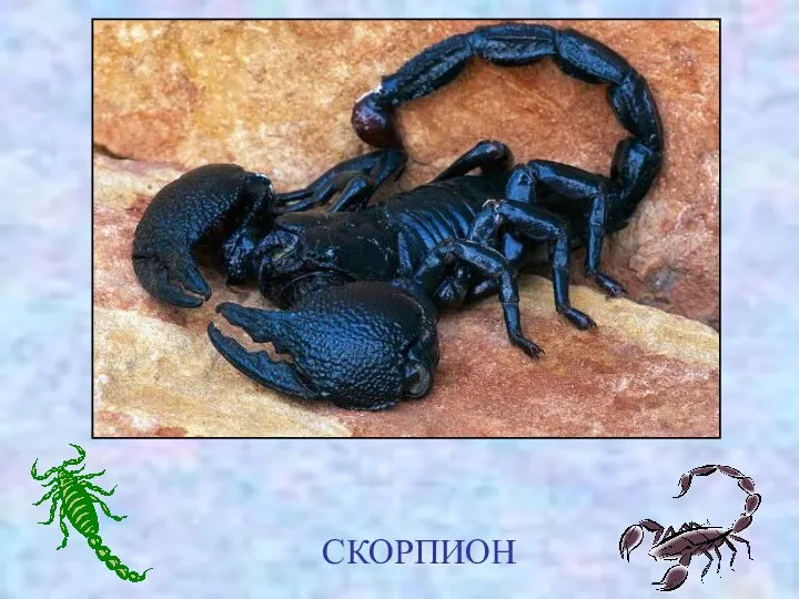 СКОРПИОН