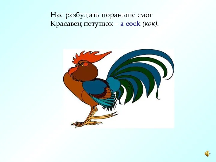 Нас разбудить пораньше смог Красавец петушок – a cock (кок).