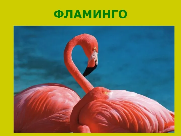 ФЛАМИНГО