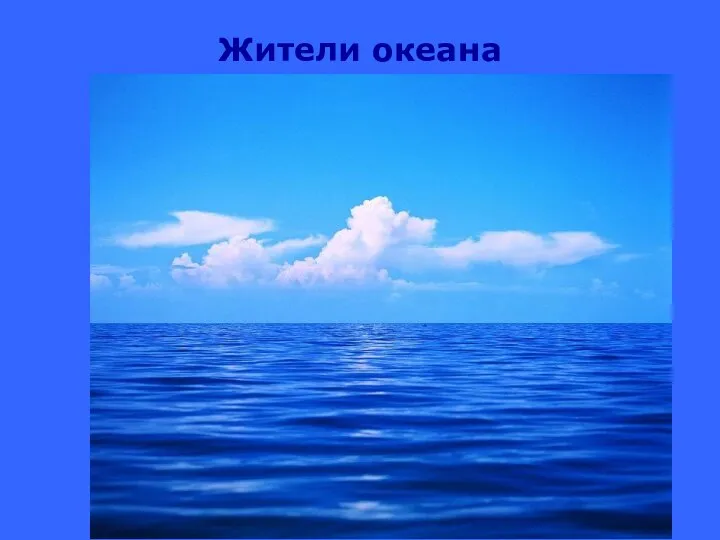 Жители океана