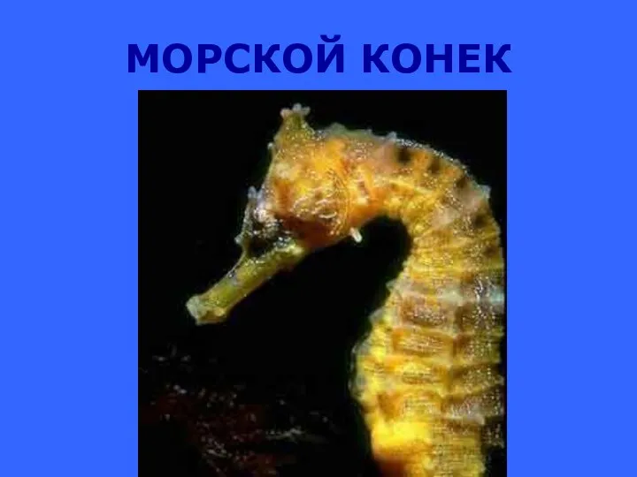 МОРСКОЙ КОНЕК