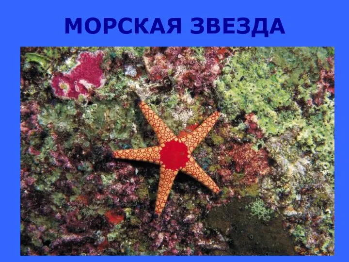 МОРСКАЯ ЗВЕЗДА