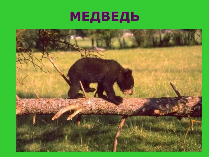 МЕДВЕДЬ