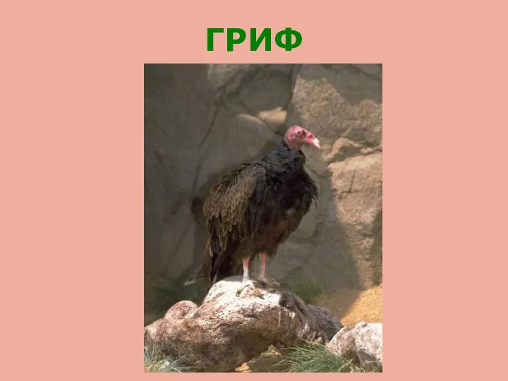 ГРИФ