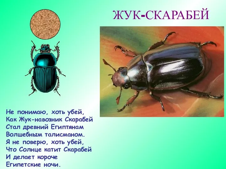 ЖУК-СКАРАБЕЙ Не понимаю, хоть убей, Как Жук-навозник Скарабей Стал древний Египтянам