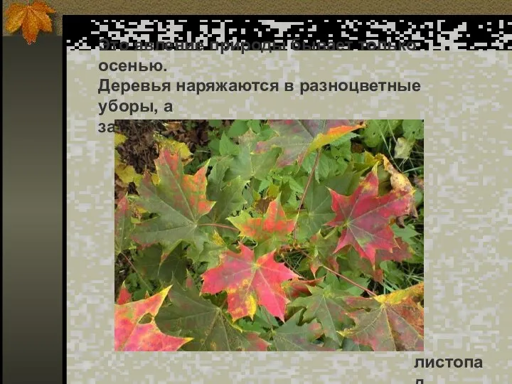 Это явление природы бывает только осенью. Деревья наряжаются в разноцветные уборы,