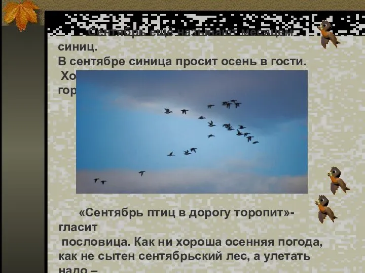 Сентябрь ещё называют месяцем синиц. В сентябре синица просит осень в