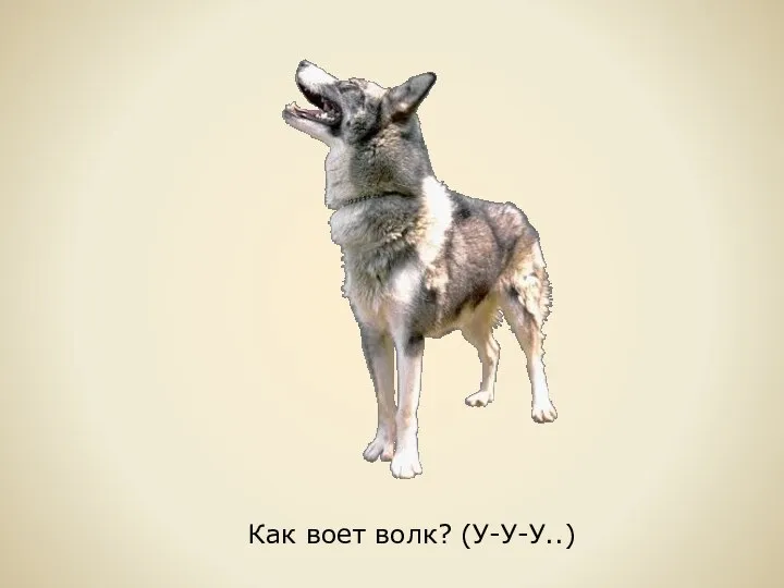 Как воет волк? (У-У-У..)