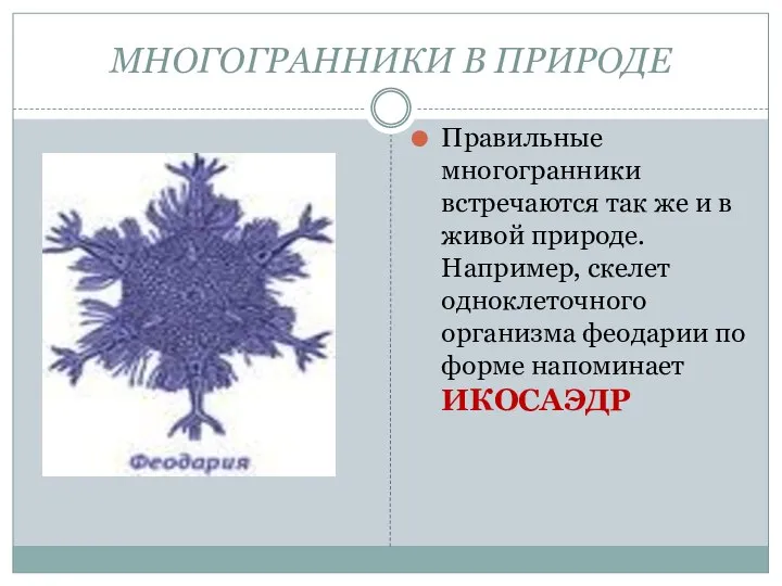 МНОГОГРАННИКИ В ПРИРОДЕ Правильные многогранники встречаются так же и в живой