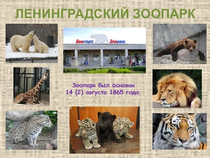 ЛЕНИНГРАДСКИЙ ЗООПАРК Зоопарк был основан 14 (2) августа 1865 года.