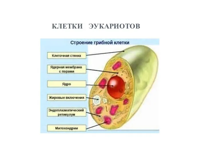 клетки эукариотов