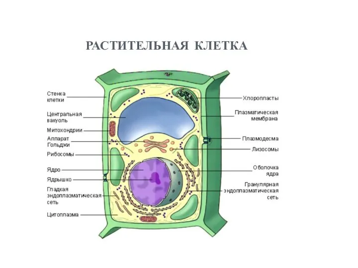 растительная клетка