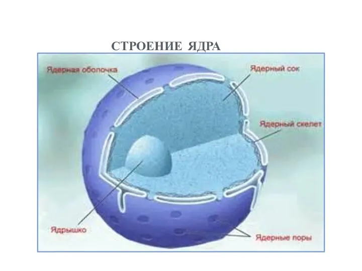 строение ядра