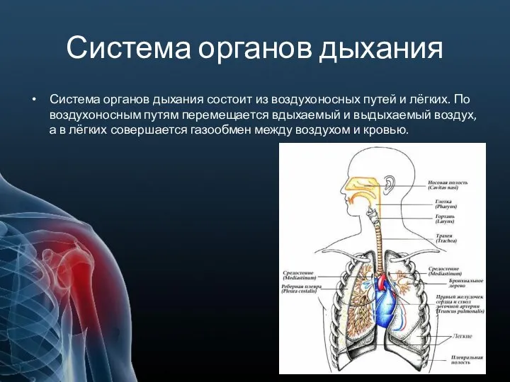 Система органов дыхания Система органов дыхания состоит из воздухоносных путей и