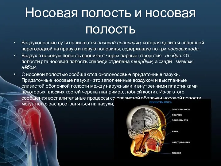 Носовая полость и носовая полость Воздухоносные пути начинаются носовой полостью, которая