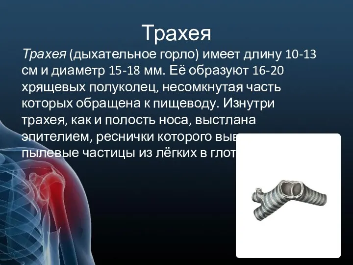 Трахея Трахея (дыхательное горло) имеет длину 10-13 см и диаметр 15-18