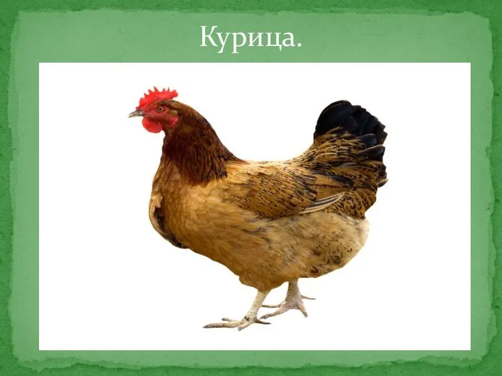 Курица.