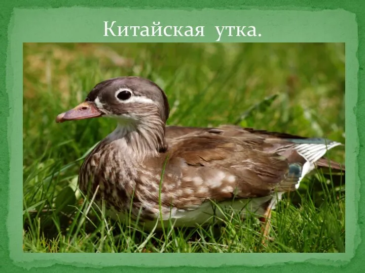 Китайская утка.