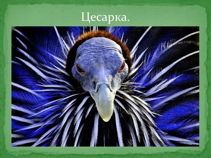 Цесарка.