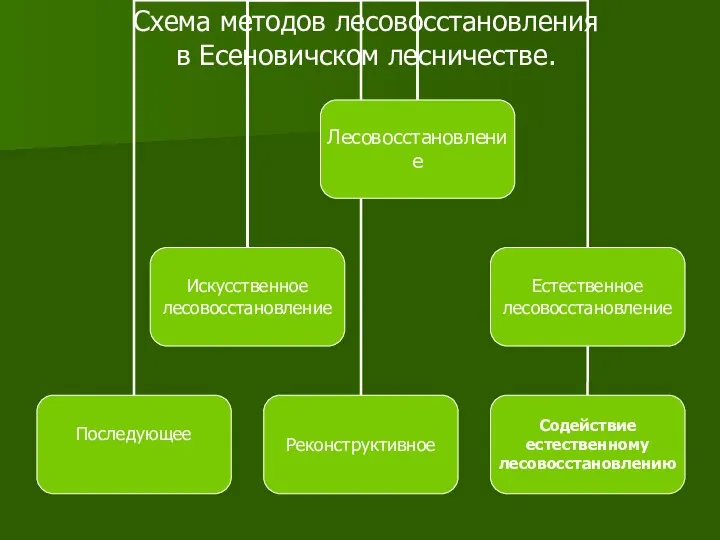 Схема методов лесовосстановления в Есеновичском лесничестве.