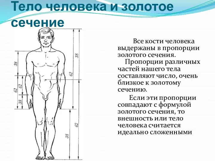 Тело человека и золотое сечение Все кости человека выдержаны в пропорции