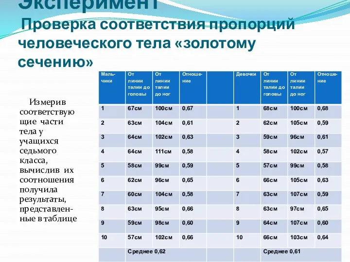 Эксперимент Проверка соответствия пропорций человеческого тела «золотому сечению» Измерив соответствующие части