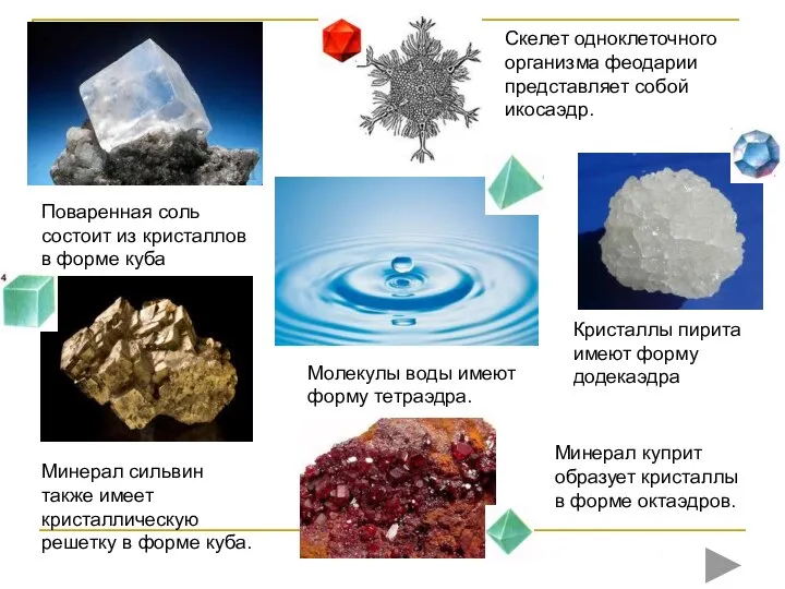 Поваренная соль состоит из кристаллов в форме куба Скелет одноклеточного организма