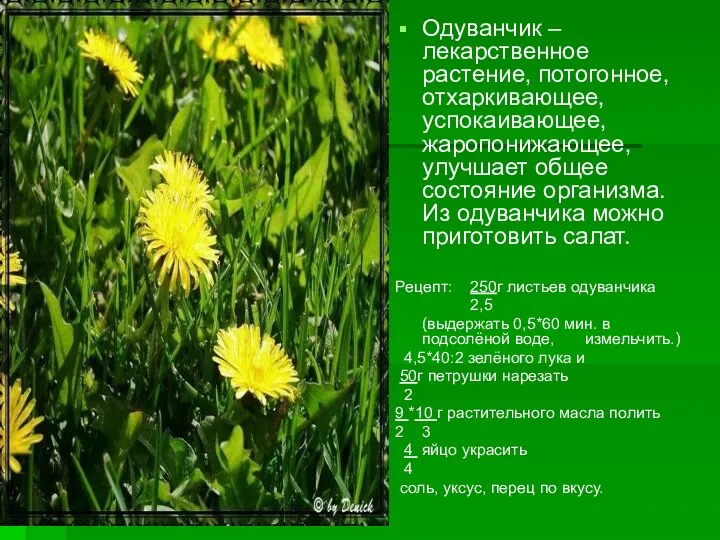 Одуванчик – лекарственное растение, потогонное, отхаркивающее, успокаивающее, жаропонижающее, улучшает общее состояние