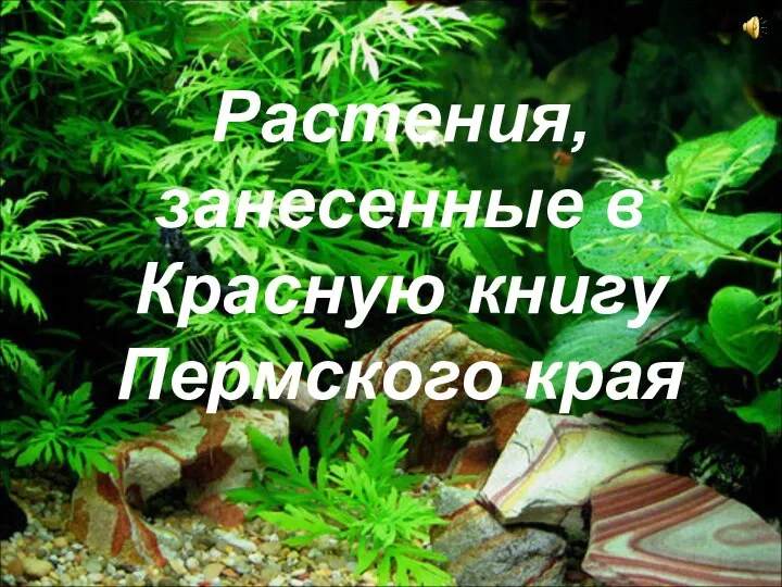 Растения, занесенные в Красную книгу Пермского края