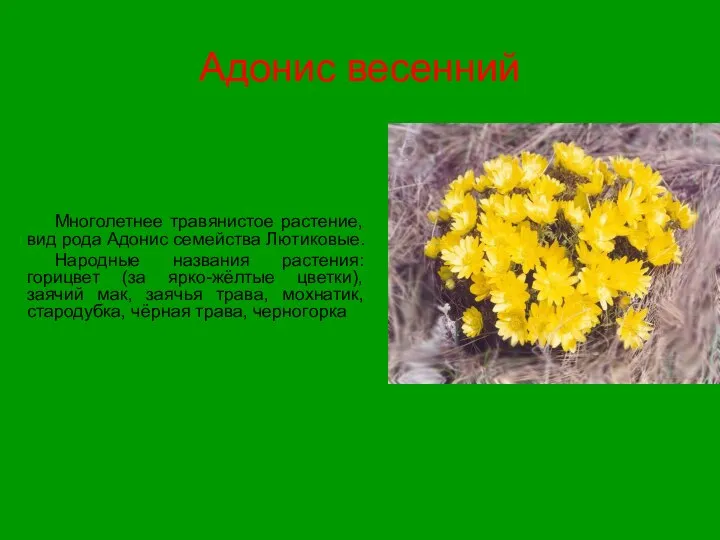 Адонис весенний Многолетнее травянистое растение, вид рода Адонис семейства Лютиковые. Народные